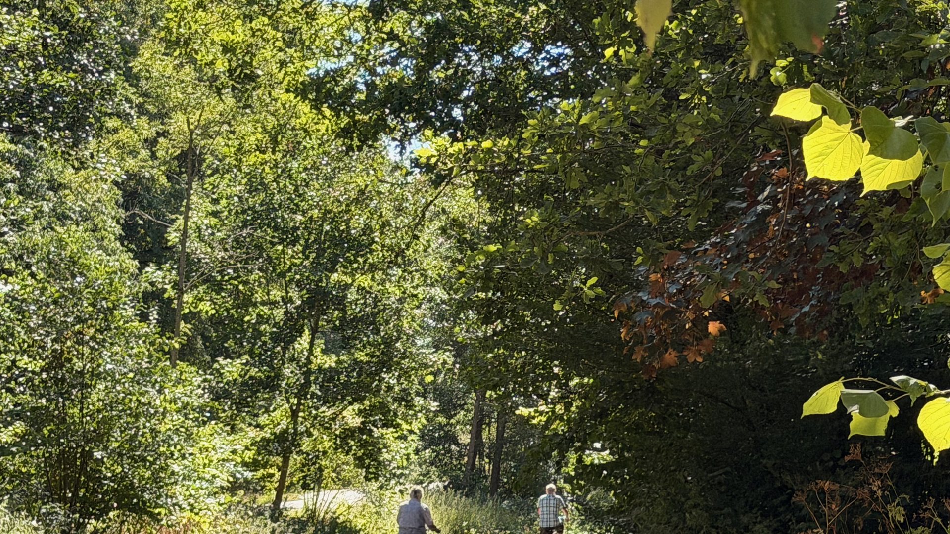 Lichtdurchfluteter Waldweg im Vogelsberg